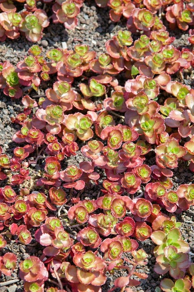 Sedum spurium 'Fuldaglut', Teppichsedum, rot, ca. 9x9 cm Topf