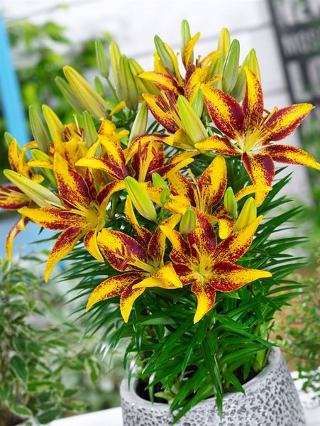 Gelbe Lilienblüten mit roten Flecken in einem Topf.
