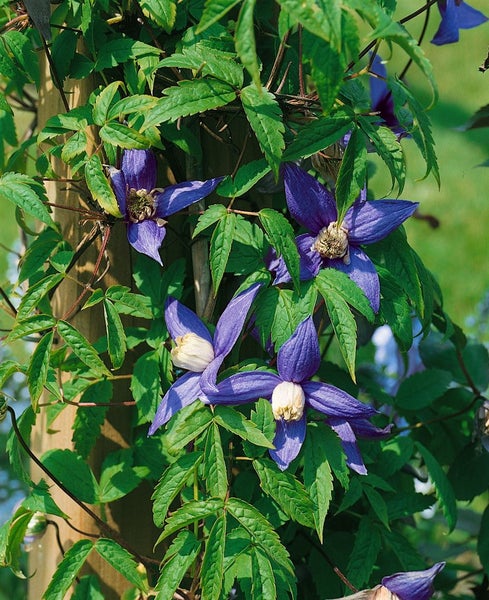 Blühende Waldrebe an einer Holzkonstruktion