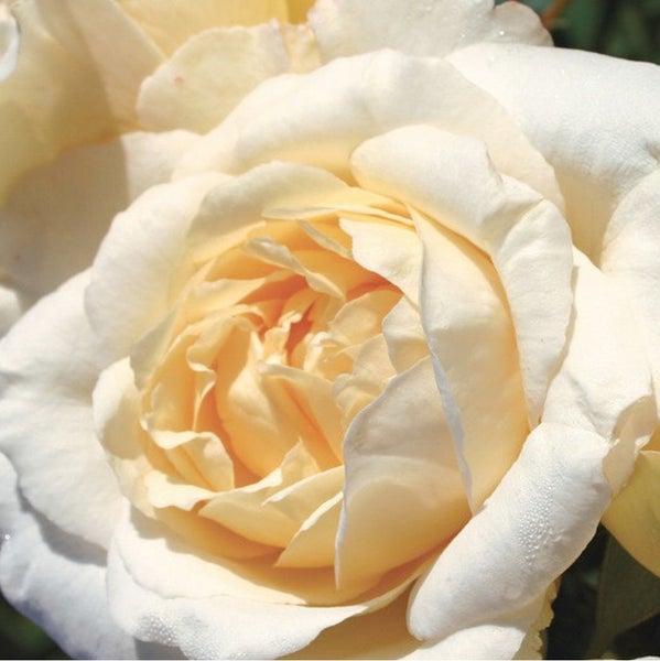 Nahaufnahme einer hellgelben Rose