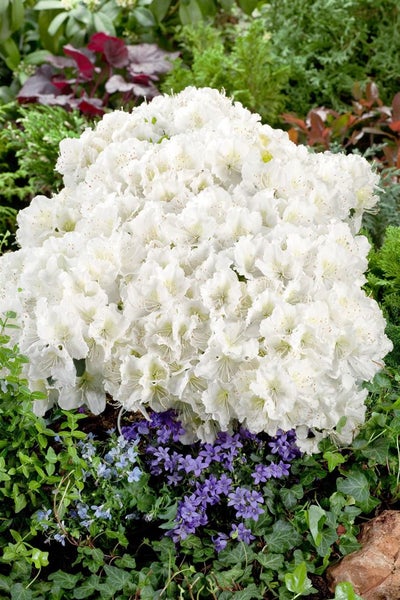 Rhododendron obtusum 'Maischnee', weiß, 20–25 cm