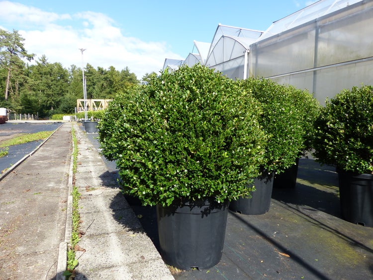 Buchsbaumkugeln in Töpfen im Gartencenter