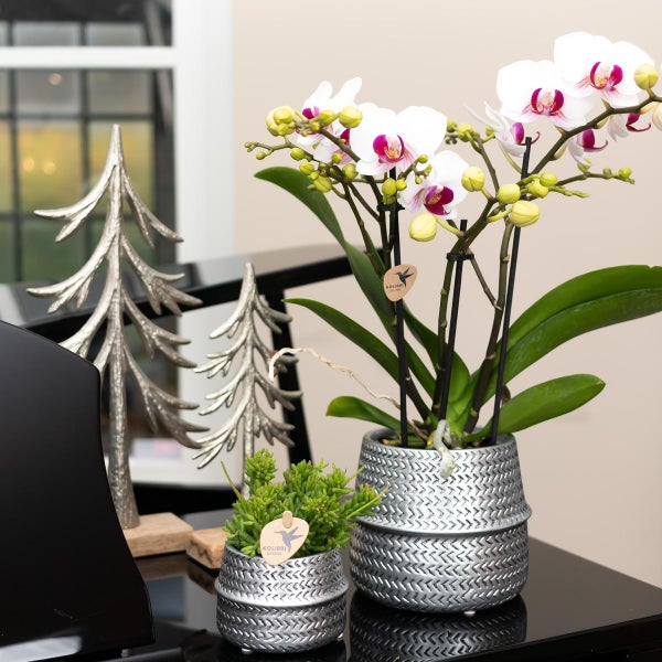 Kolibri Orchideen Weiße Phalaenopsis Orchidee Mineral Gibraltar Topfgröße 9cm frisch vom Züchter