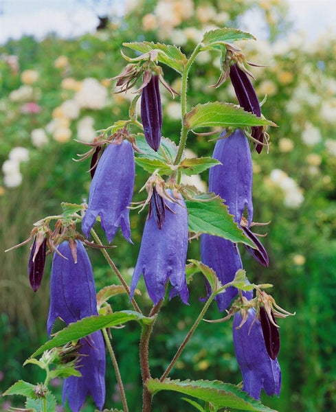 Campanula punctata 'Sarastro', Glockenblume, violett, ca. 11x11 cm Topf