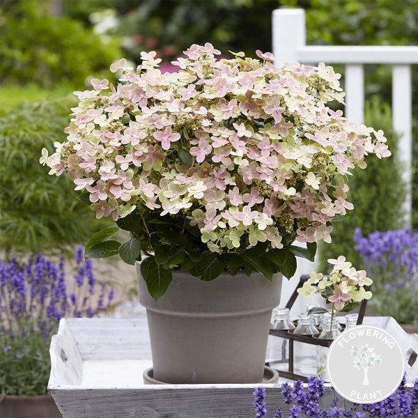Hydrangea paniculata 'Switch Ophelia' - Hortensie - Strauch - Winterherz – ⌀19 cm - ↕40-50 cm