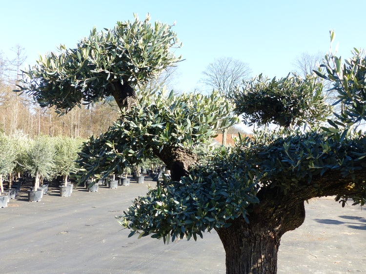 Olivenbaum Pon Pon 215 cm Bonsai Formgehölz, winterhart
