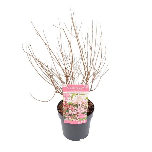 Flieder Syringa Bloomerang Pink Perfume als Pflanze im schwarzen Topf mit Produktetikett.