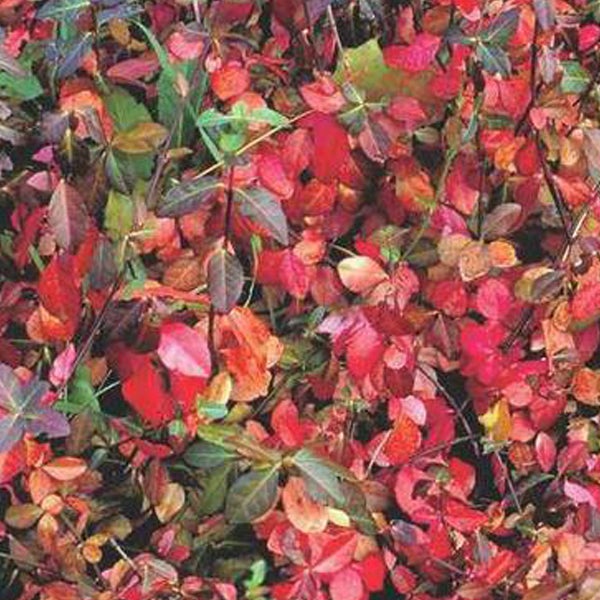 Blätter einer Kletterpflanze im Herbst