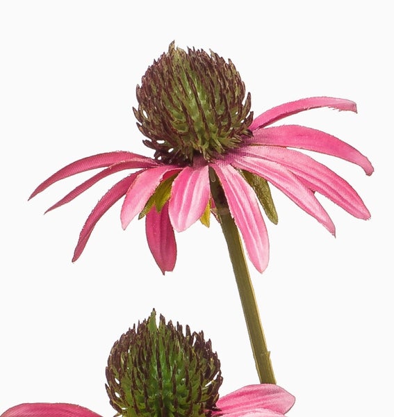 Sonnenhut Echinacea mit pinkfarbenen Blütenblättern und einem dunklen Blütenkorb am Stiel.