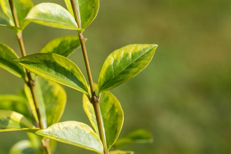 Ligustrum ovalifolium 'Aureum', Goldliguster, gelb-grün, 40–60 cm