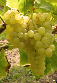 Eine Traube heller Weintrauben am Rebstock im Weinberg.