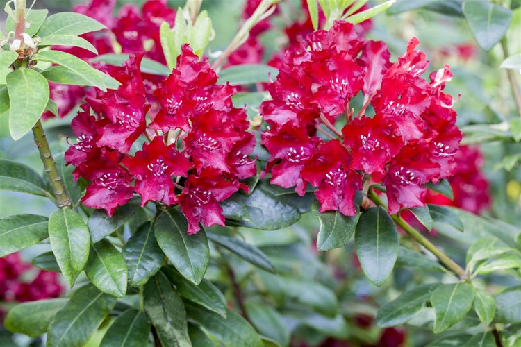 Rhododendron Hybr. 'Sammetglut', leuchtend rot, 30–40 cm