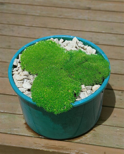 Scleranthus uniflorus, Polsterkissenmoos, ca. 9x9 cm Topf