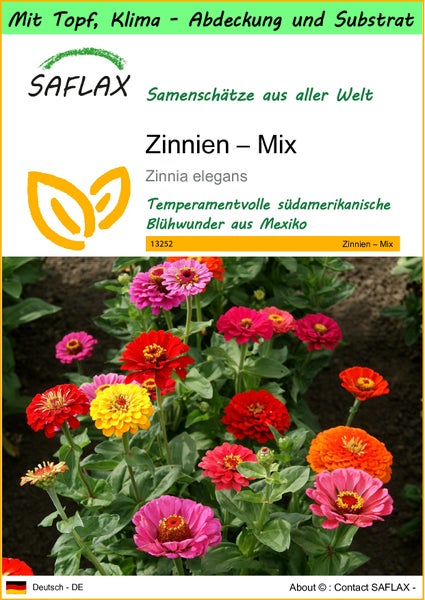 SAFLAX Garden to go - Zinnien – Mix - Zinnia elegans - 50 Samen - Mit Topf, Klima - Deckel und Anzuchtsubstrat
