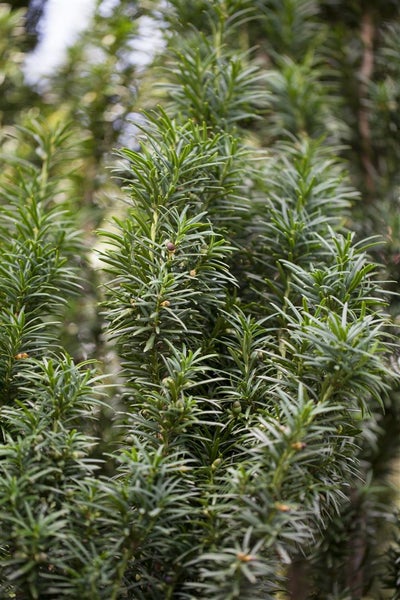 Taxus baccata 'Fastigiata', Säuleneibe, immergrün, 140–160 cm