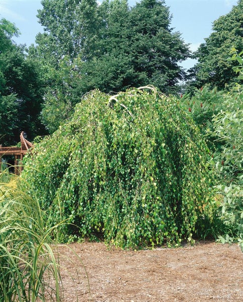 Betula pendula 'Youngii', Hängebirke, 100 cm Stammhöhe
