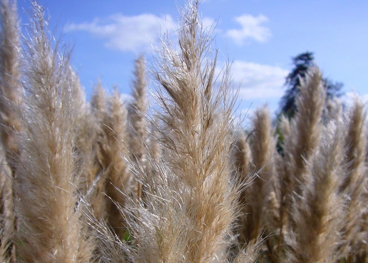 SAFLAX Garden in the bag - Amerikanisches Pampasgras - Cortaderia selloana - 200 Samen - Mit Anzuchtsubstrat im praktischen, selbst aufstellenden Beutel