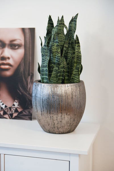Helle Szene mit Sansevieria Bogenhanf in silberfarbenem Übertopf mit Rillenstruktur auf einer weißen Kommode neben einem Porträtbild.