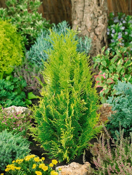 Chamaecyparis lawsoniana 'Alumigold', Gelbe Scheinzypresse, 100–125 cm