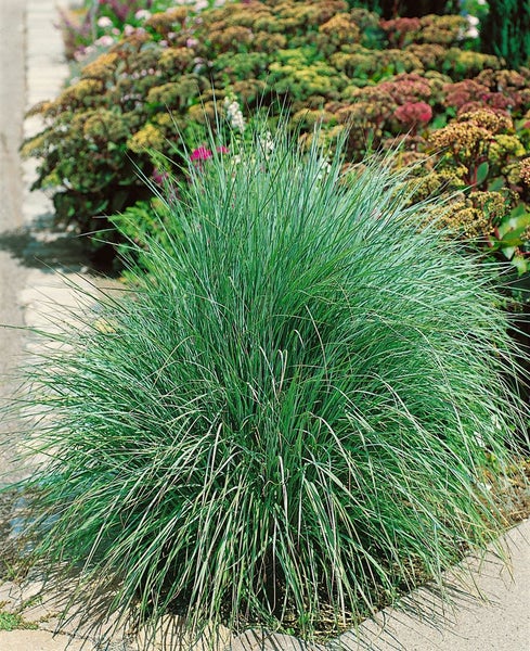 Gartenansicht mit Ziergras
