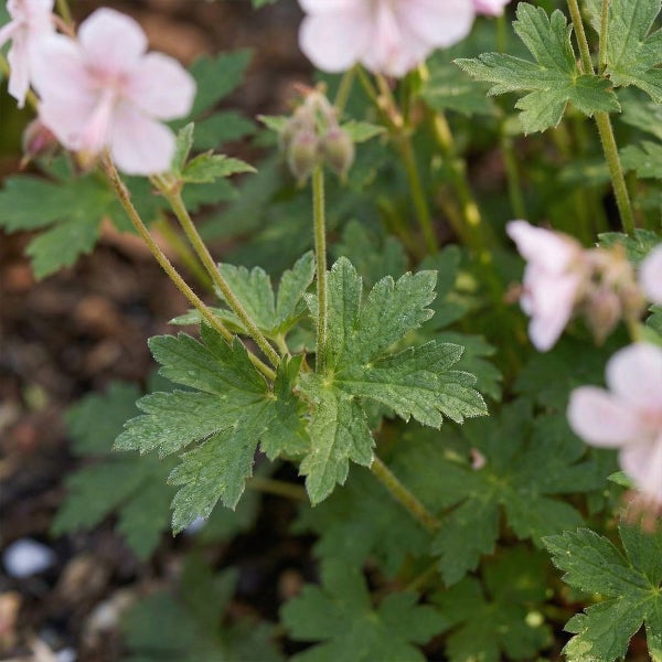 Nahaufnahme eines Storchschnabels mit grünen, gelappten Blättern und hellrosa Blüten
