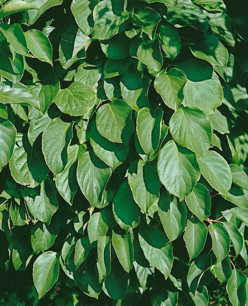 Actinidia arguta 'Issai', Kiwi, selbstfruchtend, 60–100 cm