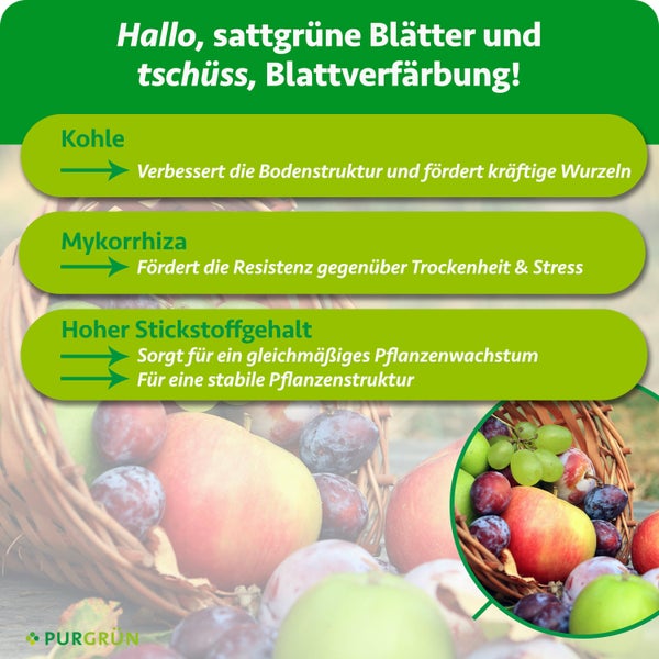 Infografik zu Purgrün: Kohle für Bodenstruktur und Wurzeln, Mykorrhiza für Resistenz, hoher Stickstoffgehalt für Pflanzenwachstum. Purgrün Logo.