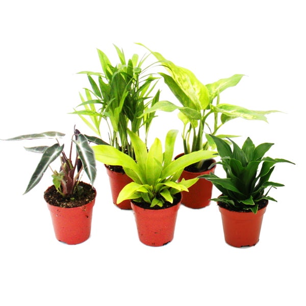 Mini-Pflanzen Set mit 5 grünlaubigen Mini Pflanzen Ideal für kleine Schalen und Gläser Baby-Plant im 5,5cm Topf