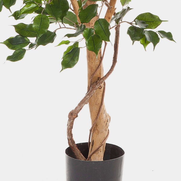 Künstlicher Ficus Benjamina mit Naturstamm und grünen Blättern im schwarzen Kunststofftopf.