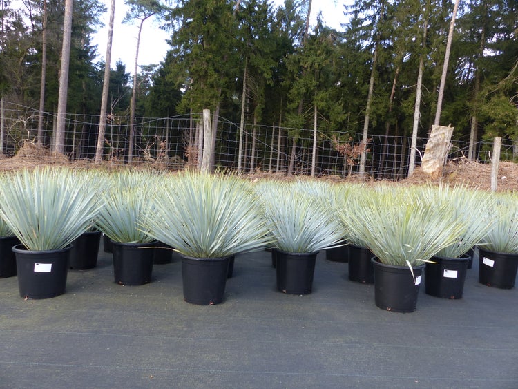 Mehrere Yucca Rostrata Pflanzen in schwarzen Kunststofftöpfen, in Reihen aufgestellt im Außenbereich vor einem Wald und Zaun.