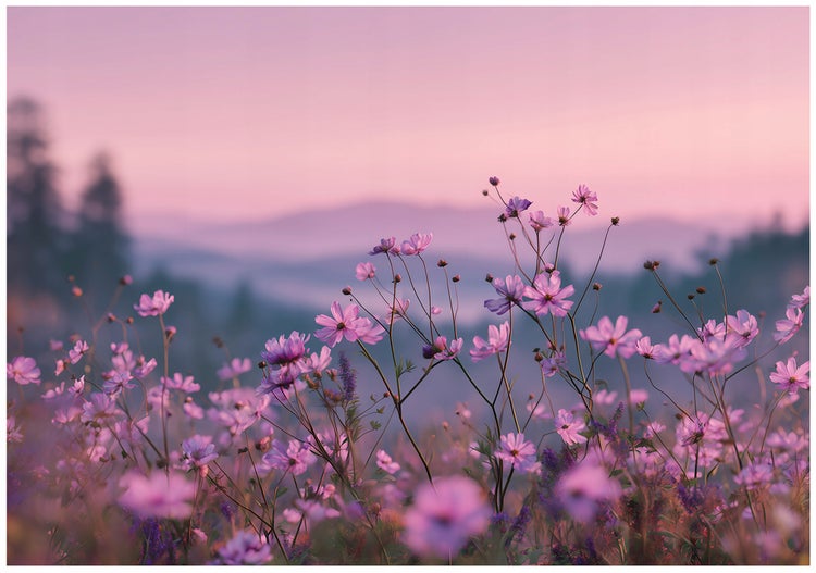 Feld mit Kosmeenblüten bei Sonnenaufgang