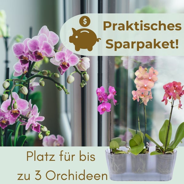 Orchideen-Sparset mit Platz für drei Pflanzen
