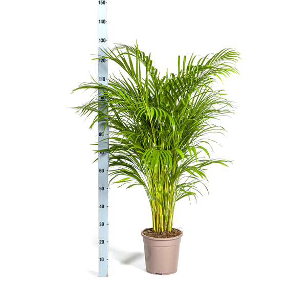 Areca-Palme im Topf mit Größenangabe