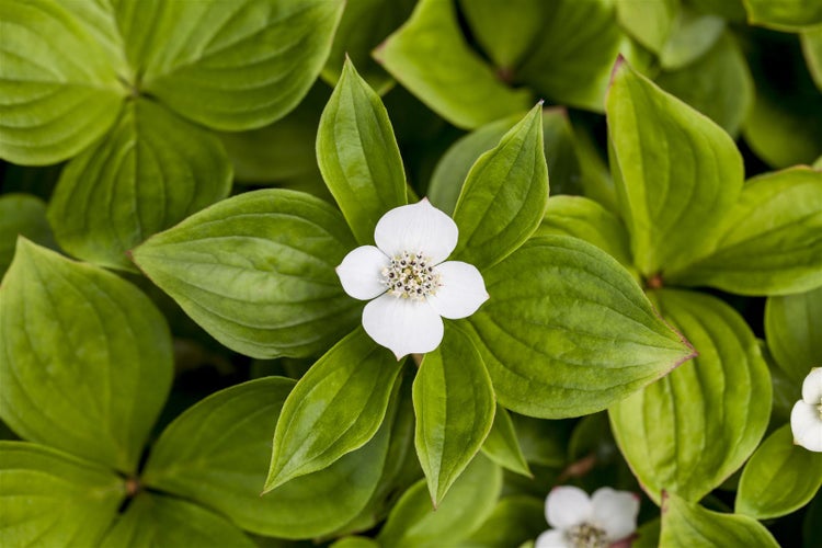 Cornus canadensis, Teppich-Hartriegel, 15–20 cm, bodendeckend