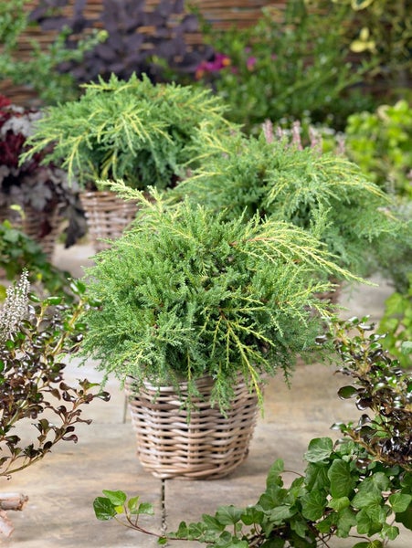 Juniperus chinensis 'Goldstar', Chinesischer Wacholder, goldgelb, 15–20 cm