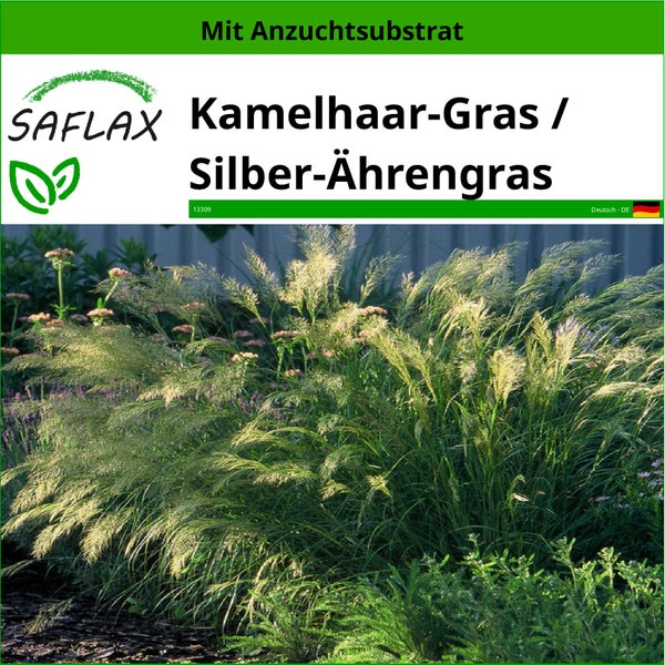 SAFLAX  - Kamelhaar-Gras / Silber-Ährengras - Stipa calamagrostis - 50 Samen - Mit keimfreiem Anzuchtsubstrat