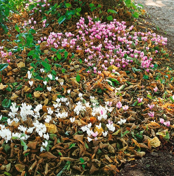 Cyclamen purpurascens, Alpenveilchen, purpurrosa, ca. 9x9 cm Topf