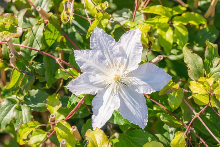 Clematis Hybride 'Destiny', Waldrebe, violett, 60–100 cm
