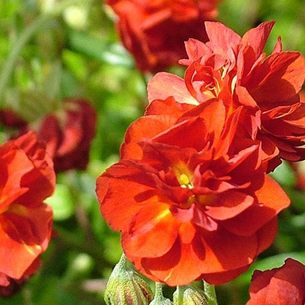 Sonnenröschen mit Blüten