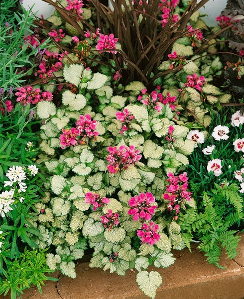 Blumenbeet mit rosa blühenden Pflanzen und verschiedenen grünen Gewächsen