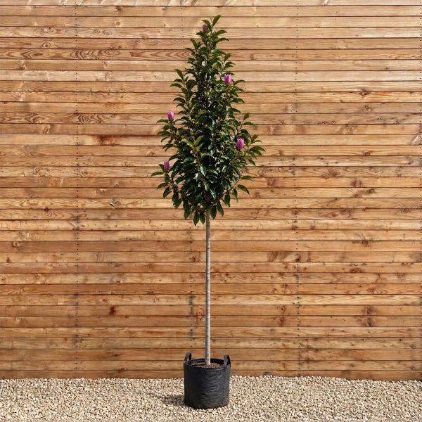 Stämmchen Magnolie mit dunklen Blättern und Blütenknospen in einem Pflanzcontainer vor einer Holzwand.