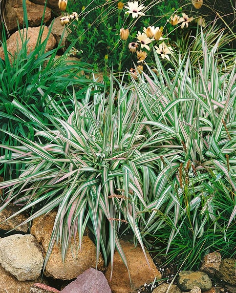 Phalaris arundinacea, Rohrglanzgras, ca. 9x9 cm Topf