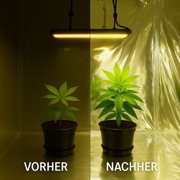 Glänzende Reflektionsfolie Mylar – 50 Mikron dick, 100 x 1,4 m – Lichtverstärkend & langlebig