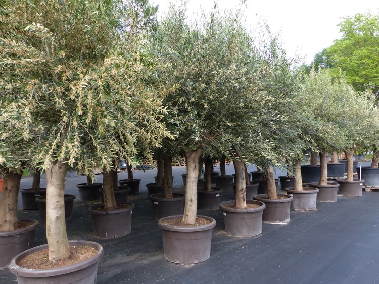 Mehrere Olivenbäume in großen Pflanzkübeln im Außenbereich nebeneinander aufgereiht.