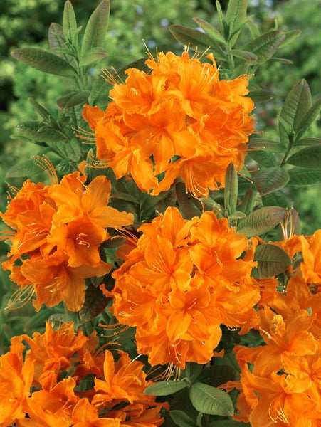 Rhododendron luteum 'Rumba', gelb-rot, 30–40 cm