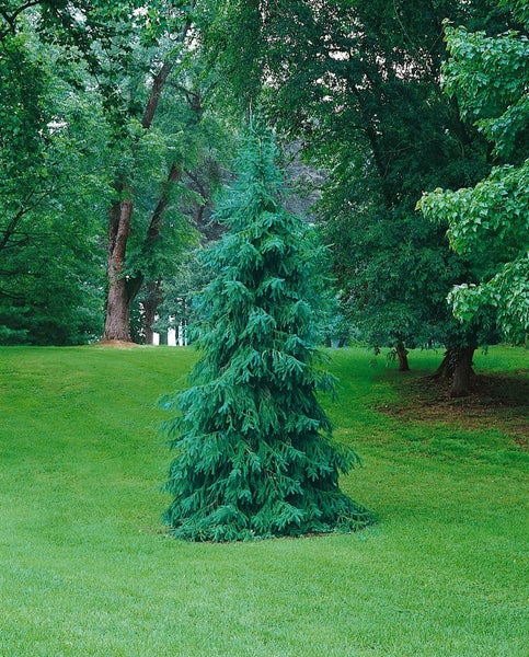 Picea omorika 'Zuckerhut', Serbische Fichte, kompakt, 50–60 cm