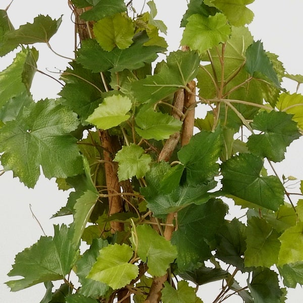 Weinrebe mit grünen Blättern kletternd an einem Holzstab.