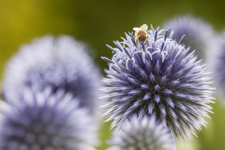 Nahaufnahme einer Kugeldistelblüte mit einer Biene.