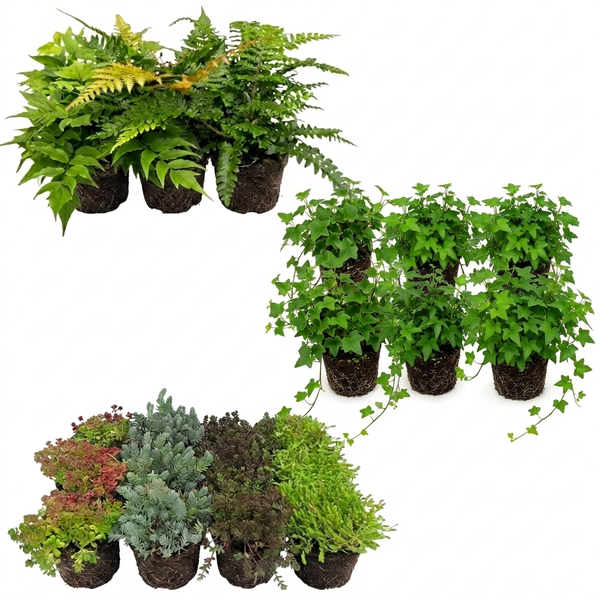 Set aus verschiedenen Gartenpflanzen mit Wurzelballen, bestehend aus Farnen, Efeu und Sukkulenten.