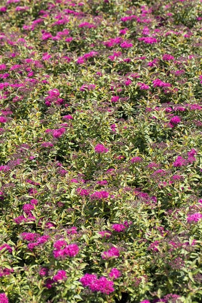 Feld mit blühenden Spirea-Sträuchern.